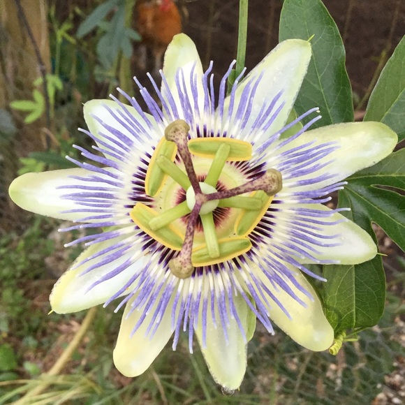 Meet your Posher, Tammy - Picture 1 of 1